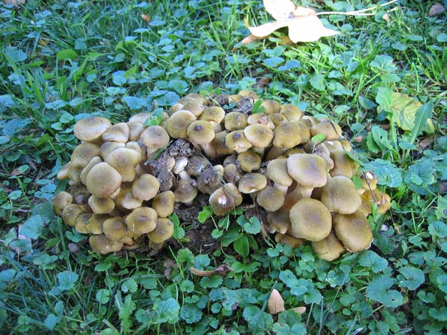 Il Genere Armillaria